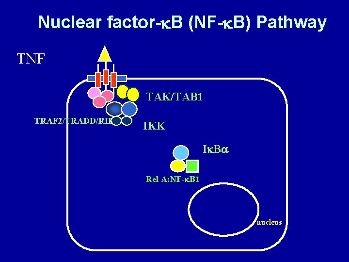 Nuclear factor-k. B (NF-k. B) Pathway TNF TAK/TAB 1 TRAF 2/TRADD/RIP IKK Ik. Ba
