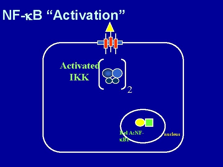 NF-k. B “Activation” Activated IKK 2 Rel A: NFk. B 1 nucleus 