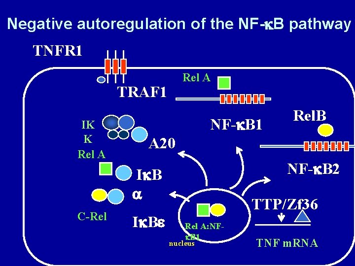 Negative autoregulation of the NF-k. B pathway TNFR 1 Rel A TRAF 1 IK