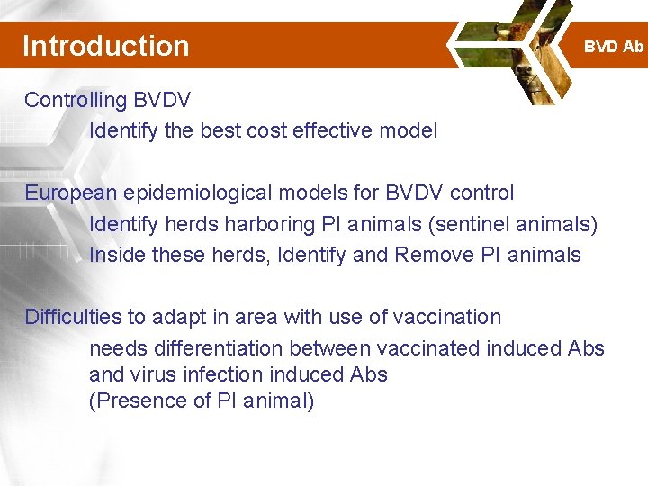 Introduction BVD Ab Controlling BVDV Identify the best cost effective model European epidemiological models