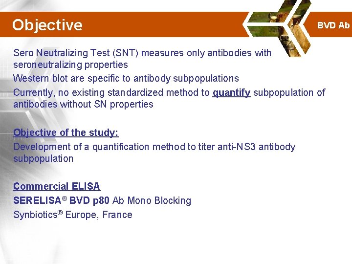 Objective BVD Ab Sero Neutralizing Test (SNT) measures only antibodies with seroneutralizing properties Western