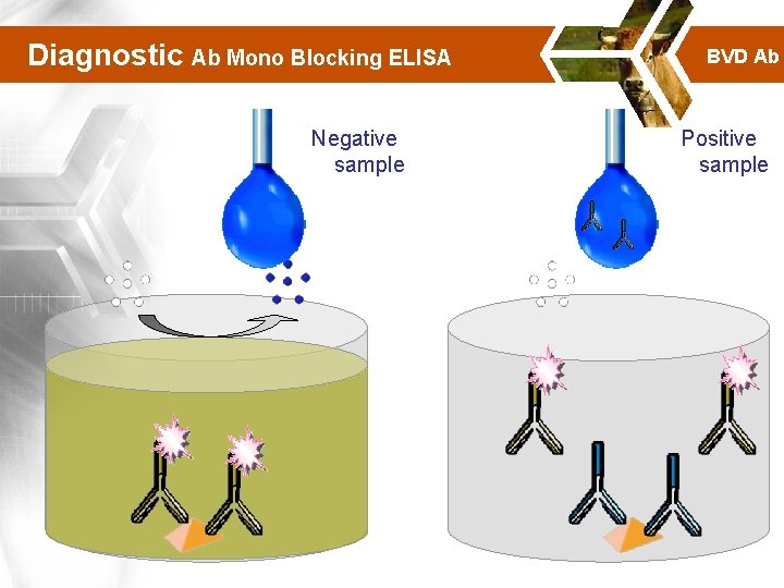 Diagnostic Ab Mono Blocking ELISA Negative sample BVD Ab Positive sample 