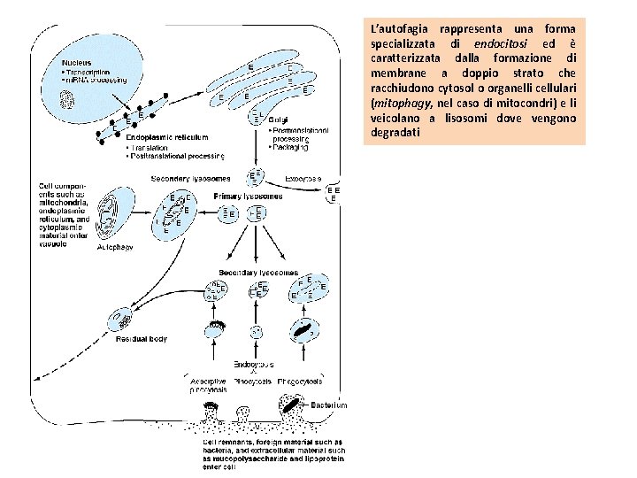 L’autofagia rappresenta una forma specializzata di endocitosi ed è caratterizzata dalla formazione di membrane