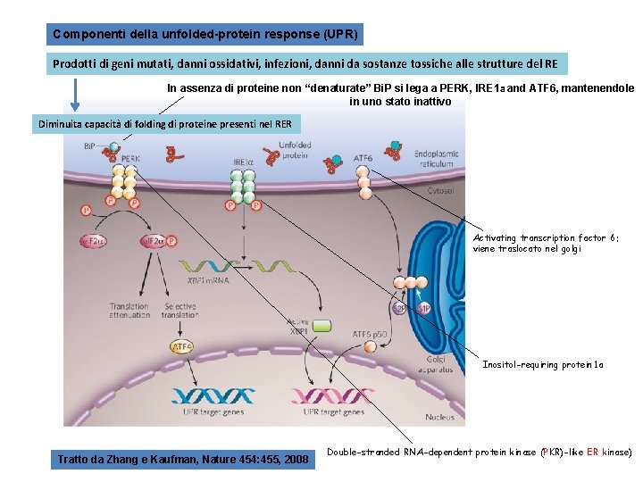 Componenti della unfolded-protein response (UPR) Prodotti di geni mutati, danni ossidativi, infezioni, danni da