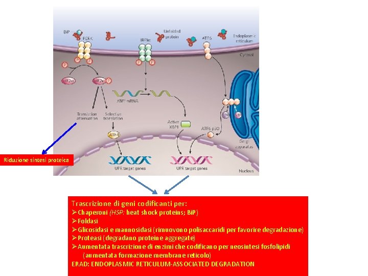 Riduzione sintesi proteica Trascrizione di geni codificanti per: ØChaperoni (HSP: heat shock proteins; Bi.