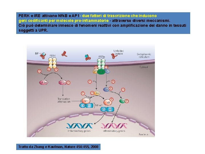 PERK e IRE attivano Nfk. B e AP 1 - due fattori di trascrizione