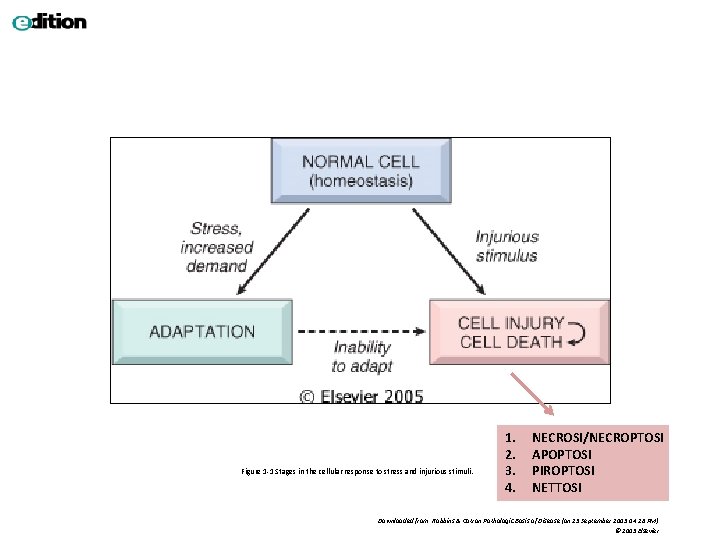 Figure 1 -1 Stages in the cellular response to stress and injurious stimuli. 1.