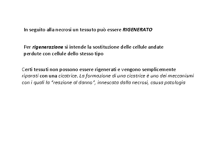 In seguito alla necrosi un tessuto può essere RIGENERATO Per rigenerazione si intende la