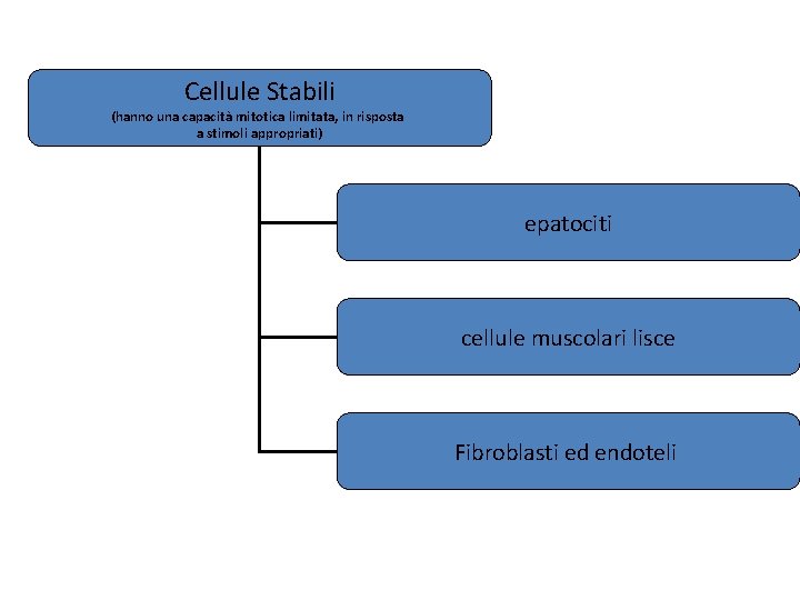 Cellule Stabili (hanno una capacità mitotica limitata, in risposta a stimoli appropriati) epatociti cellule