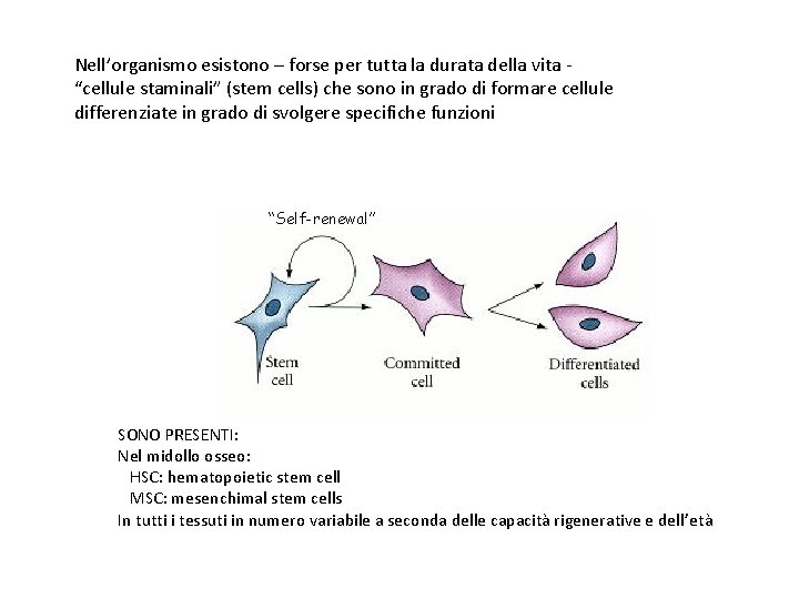 Nell’organismo esistono – forse per tutta la durata della vita “cellule staminali” (stem cells)