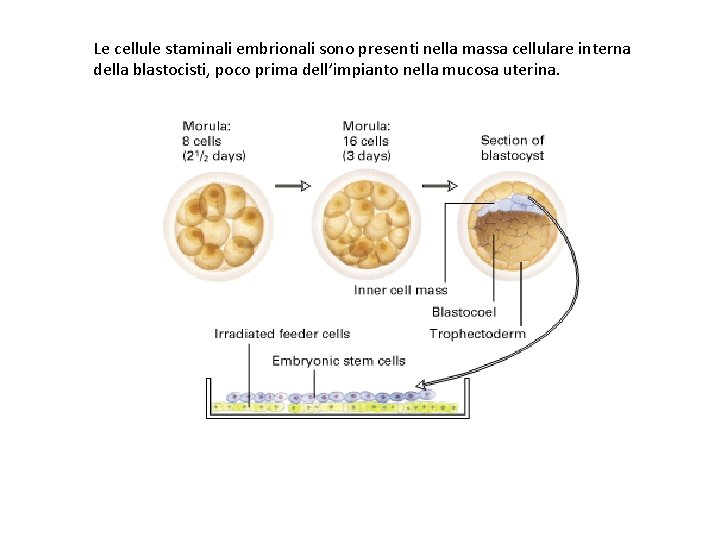 Le cellule staminali embrionali sono presenti nella massa cellulare interna della blastocisti, poco prima