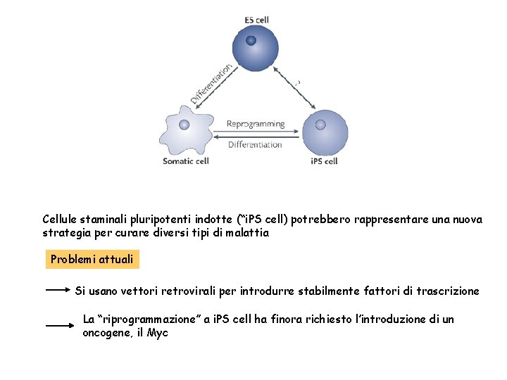 Cellule staminali pluripotenti indotte (“i. PS cell) potrebbero rappresentare una nuova strategia per curare