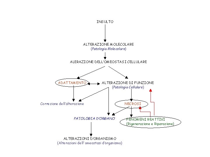 INSULTO ALTERAZIONE MOLECOLARE (Patologia Molecolare) ALERAZIONE DELL’OMEOSTASI CELLULARE ADATTAMENTO ALTERAZIONE DI FUNZIONE (Patologia Cellulare)