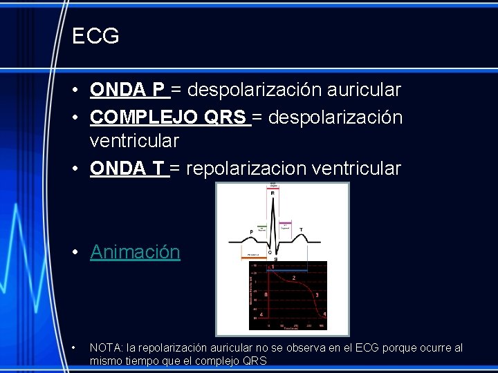 ECG • ONDA P = despolarización auricular • COMPLEJO QRS = despolarización ventricular •