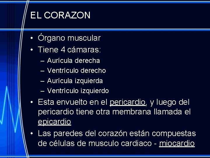 EL CORAZON • Órgano muscular • Tiene 4 cámaras: – – Aurícula derecha Ventrículo
