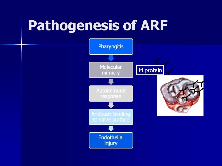 Pathogenesis of ARF M protein 