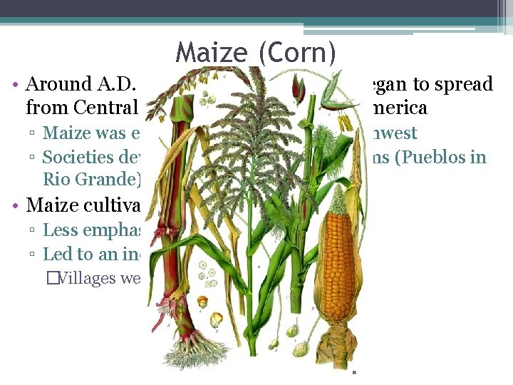 Maize (Corn) • Around A. D. 1000, maize agriculture began to spread from Central