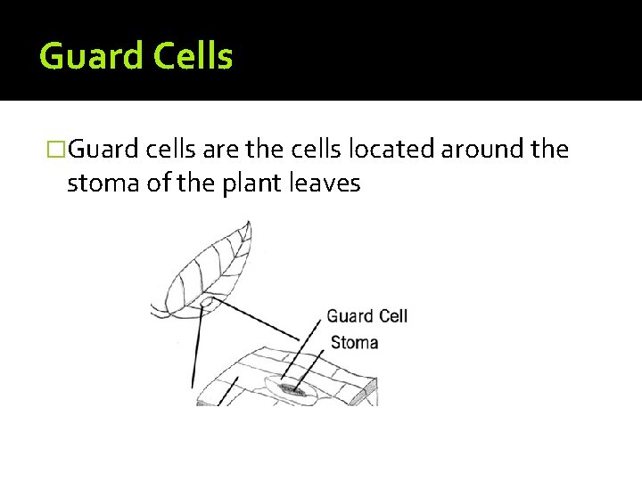 Guard Cells �Guard cells are the cells located around the stoma of the plant