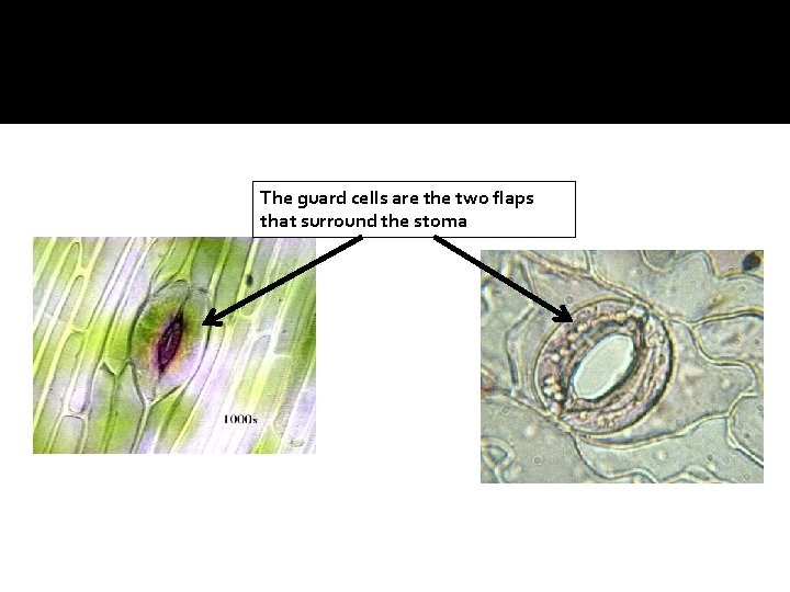The guard cells are the two flaps that surround the stoma 
