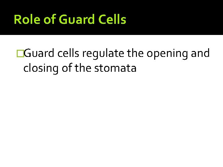 Role of Guard Cells �Guard cells regulate the opening and closing of the stomata