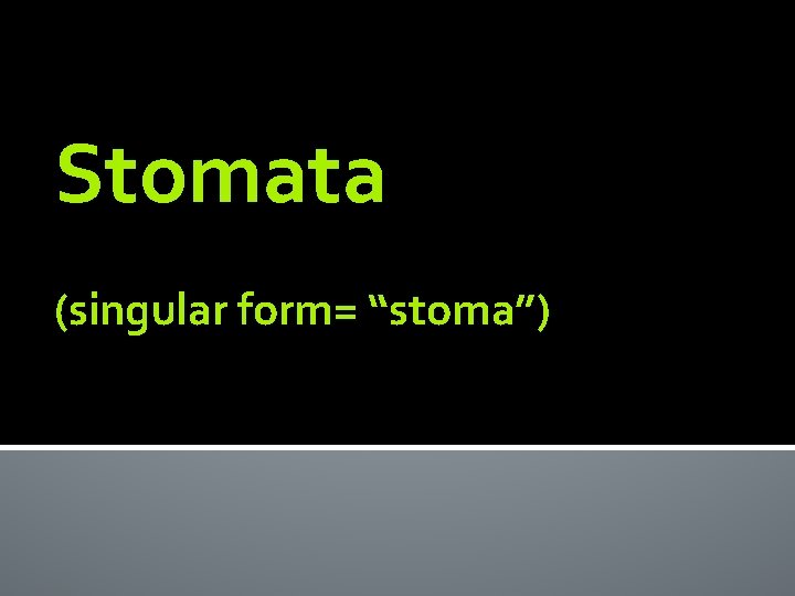 Stomata (singular form= “stoma”) 