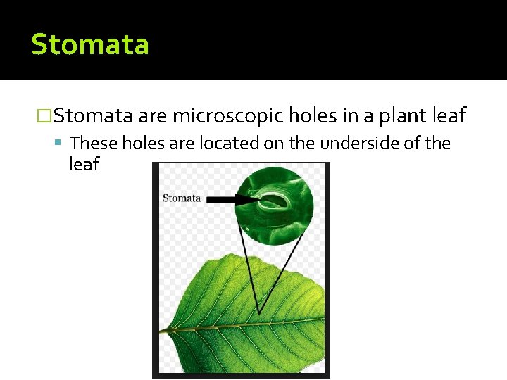 Stomata �Stomata are microscopic holes in a plant leaf These holes are located on