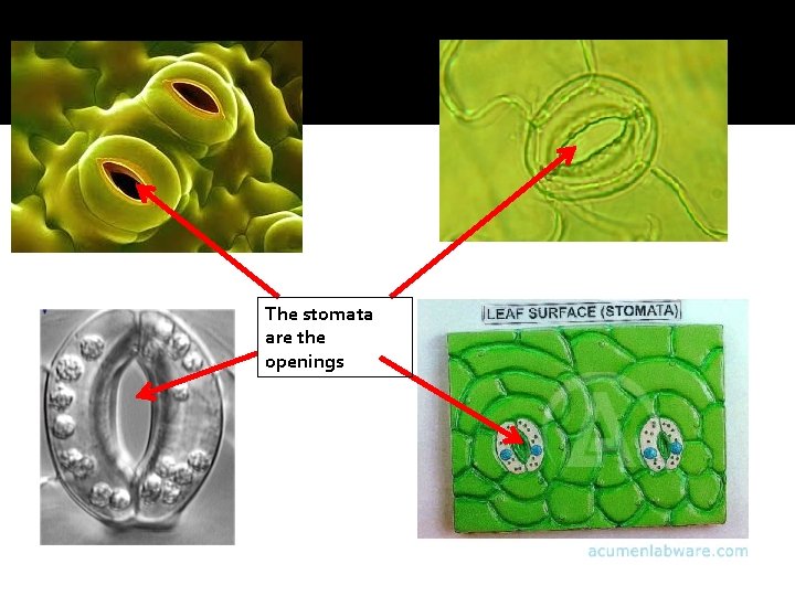 The stomata are the openings 
