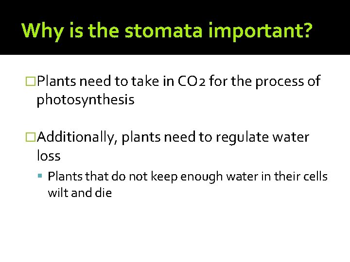 Why is the stomata important? �Plants need to take in CO 2 for the