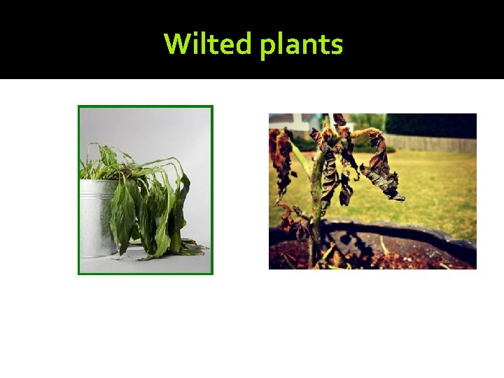 Wilted plants 