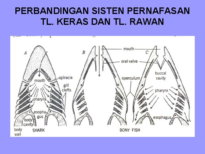 PERBANDINGAN SISTEN PERNAFASAN TL. KERAS DAN TL. RAWAN 