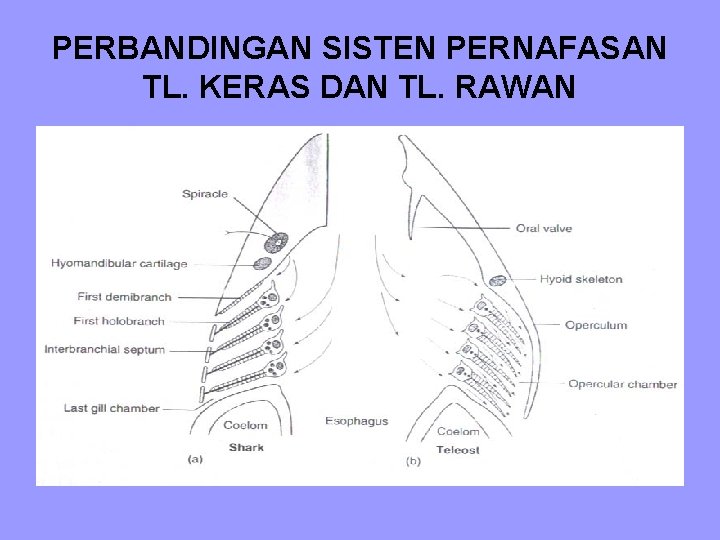 PERBANDINGAN SISTEN PERNAFASAN TL. KERAS DAN TL. RAWAN PERBANDINGAN SISTEN PERNAFASAN TL. KERAS DAN TL. RAWAN