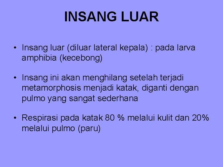 INSANG LUAR • Insang luar (diluar lateral kepala) : pada larva amphibia (kecebong) •