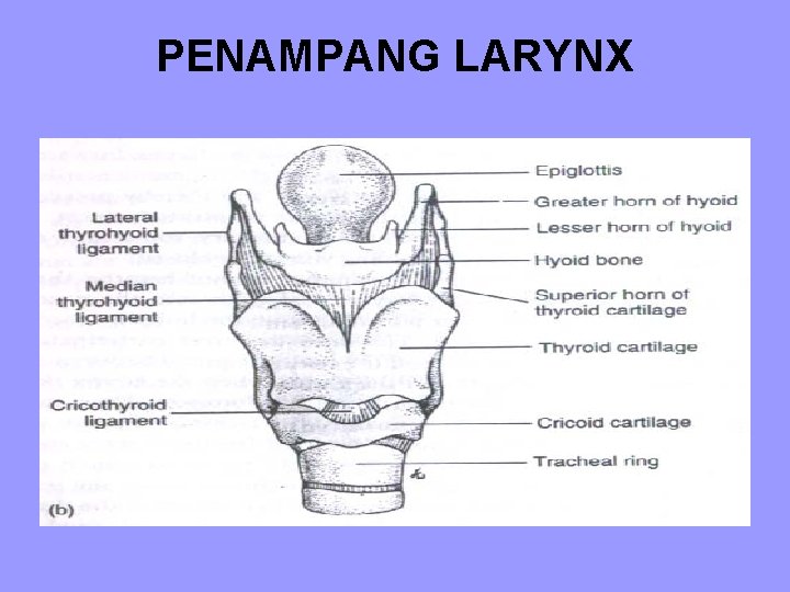 PENAMPANG LARYNX 