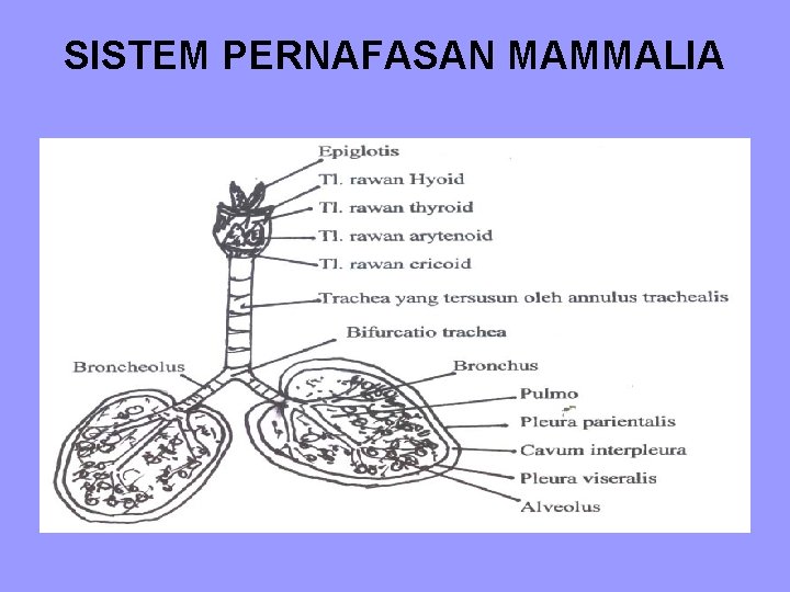 SISTEM PERNAFASAN MAMMALIA SISTEM PERNAFASAN MAMMALIA