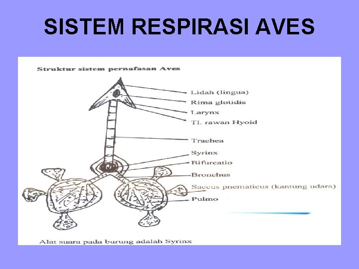 SISTEM RESPIRASI AVES SISTEM RESPIRASI AVES
