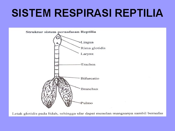 SISTEM RESPIRASI REPTILIA SISTEM RESPIRASI REPTILIA