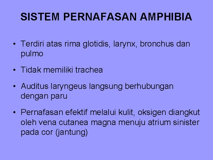 SISTEM PERNAFASAN AMPHIBIA • Terdiri atas rima glotidis, larynx, bronchus dan pulmo • Tidak