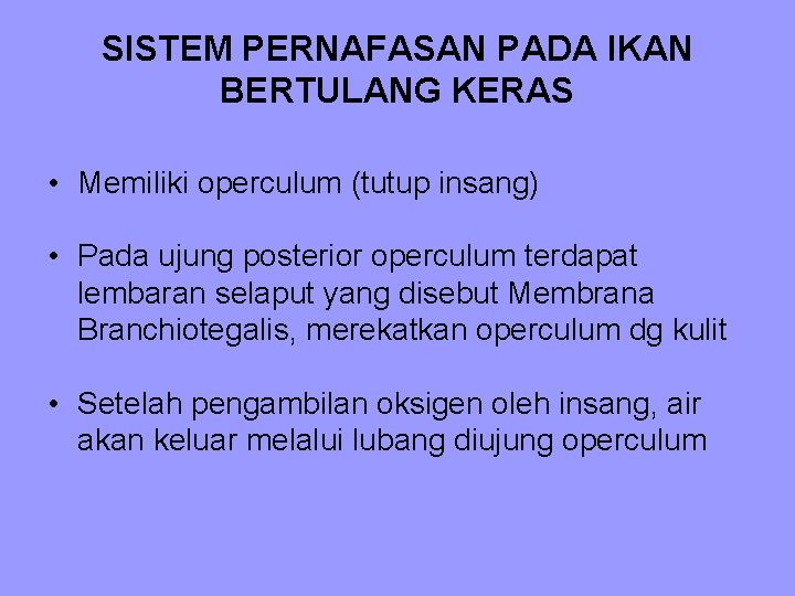 SISTEM PERNAFASAN PADA IKAN BERTULANG KERAS • Memiliki operculum (tutup insang) • Pada ujung