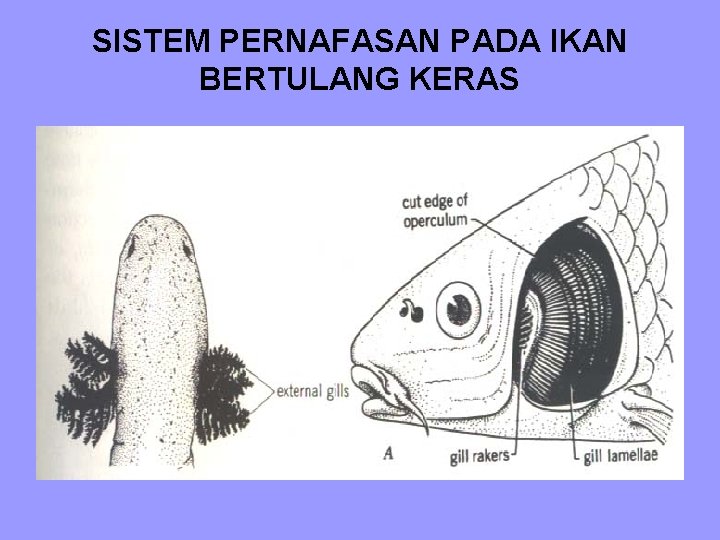 SISTEM PERNAFASAN PADA IKAN BERTULANG KERAS 