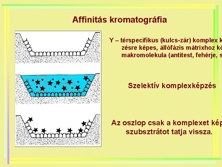 Affinitás kromatográfia Y – térspecifikus (kulcs-zár) komplex k zésre képes, állófázis mátrixhoz kö makromolekula