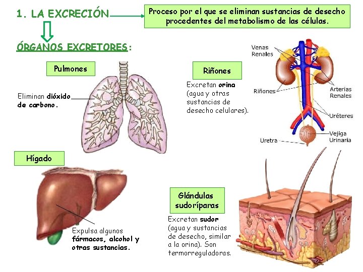 1. LA EXCRECIÓN Proceso por el que se eliminan sustancias de desecho procedentes del