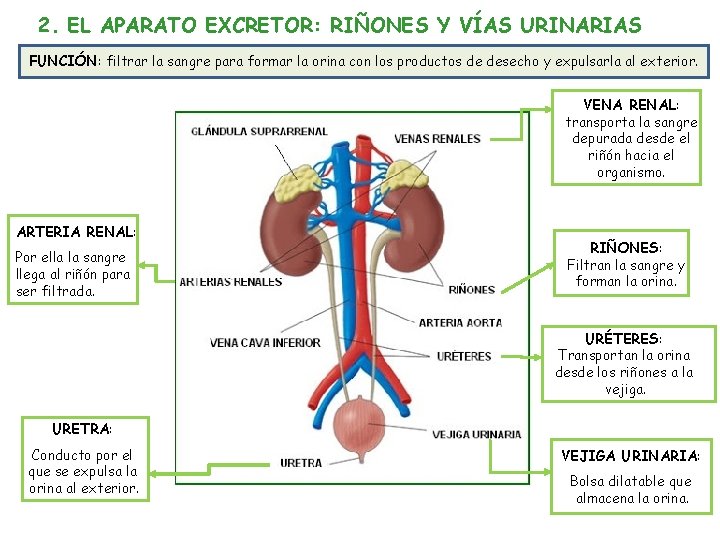 2. EL APARATO EXCRETOR: RIÑONES Y VÍAS URINARIAS FUNCIÓN: filtrar la sangre para formar