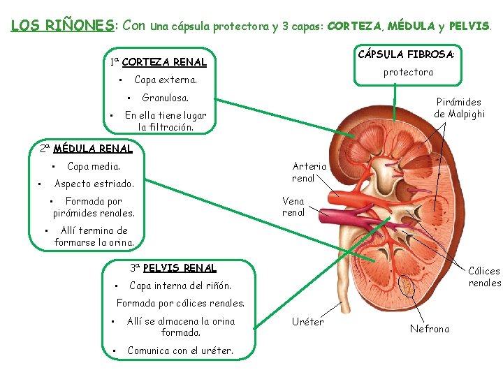 LOS RIÑONES: Con una cápsula protectora y 3 capas: CORTEZA, MÉDULA y CÁPSULA FIBROSA: