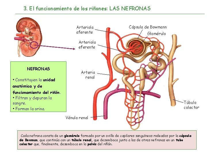 3. El funcionamiento de los riñones: LAS NEFRONAS Arteriola aferente Cápsula de Bowmann Glomérulo