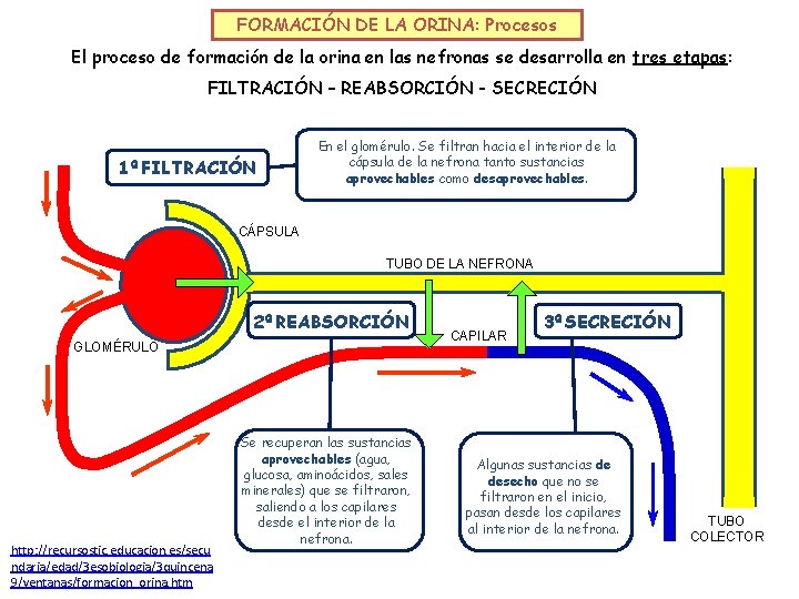 FORMACIÓN DE LA ORINA: Procesos El proceso de formación de la orina en las