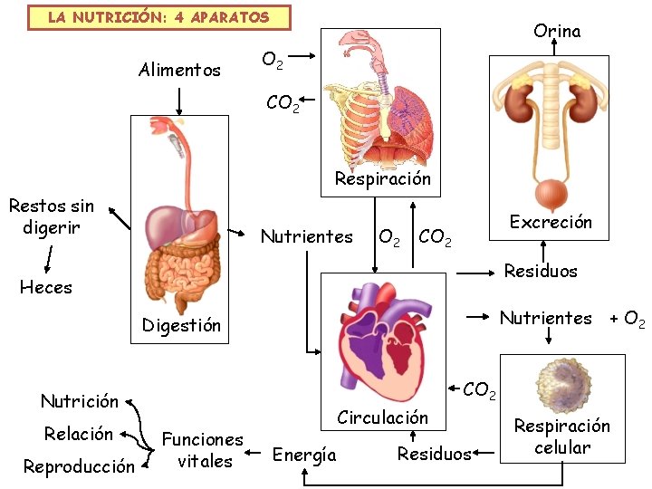 LA NUTRICIÓN: 4 APARATOS Alimentos Orina O 2 CO 2 Respiración Restos sin digerir