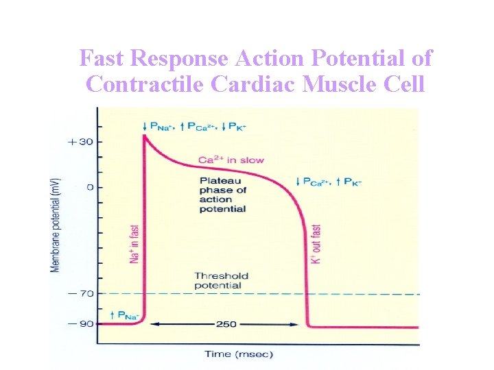 Fast Response Action Potential of Contractile Cardiac Muscle Cell 