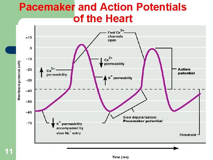 Pacemaker and Action Potentials of the Heart 11 