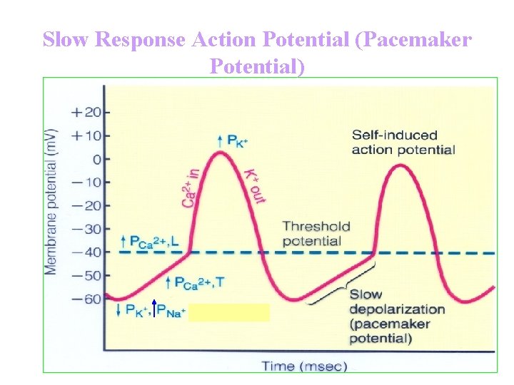 Slow Response Action Potential (Pacemaker Potential) 