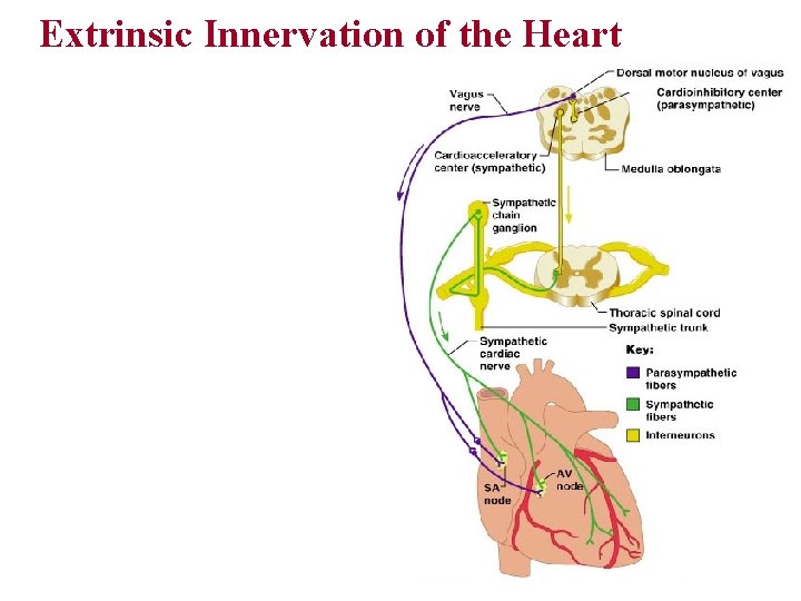 Extrinsic Innervation of the Heart 